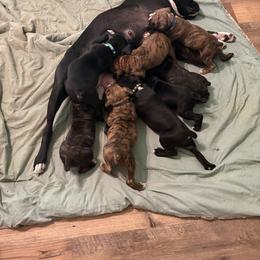 Boy 3 - Brindle male Boxer puppy in West Salem, Ohio from KCF Boxers