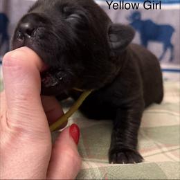 Yellow Girl - Black female Labrador Retriever puppy in Lincoln, Nebraska from Labrador Retriever Breedings