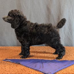 Silver Standard Poodle Purple Collar Bella - Silver female Poodle puppy in Lillian, Alabama from Moondancers Poodles