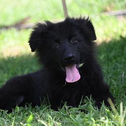 Raven - Black female German Shepherd puppy in Azle, Texas from Nuckols-Alsup Canines German Shepherds