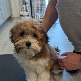 Bernedoodle, Cavapoo, Havanese, and Havapoo Puppies from Lady Paws Puppies - Cassie