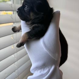 Max - Black and tan male Chihuahua puppy in Charlotte, North Carolina from Lawinski’s Chihuahua World