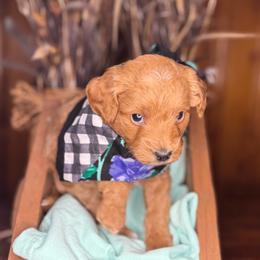 Coconut - male Cavapoochon puppy in Waldron, Arkansas from Kay’s Cutie Poos