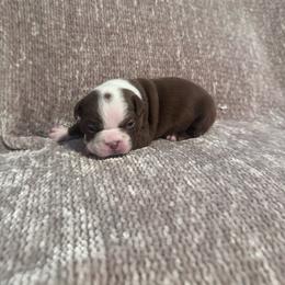 Charlie - Red male Boston Terrier puppy in Spokane Valley, Washington from Saltese Acres Boston Terriers