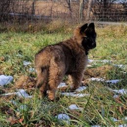 Purple Girl - Mahogany and black Belgian Tervuren puppy in Kirksville, Missouri from Katahdin Kennel Belgian Tervurens