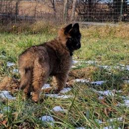 Purple Girl - Mahogany and black Belgian Tervuren puppy in Kirksville, Missouri from Katahdin Kennel Belgian Tervurens