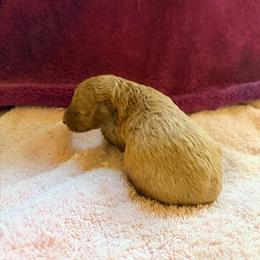 Rex - Red  male Poodle puppy in Colerain, North Carolina from Lisa's Poodles