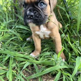 Fawn male - Fawn male Boxer puppy in Enon, Ohio from Diamond Lane Boxers