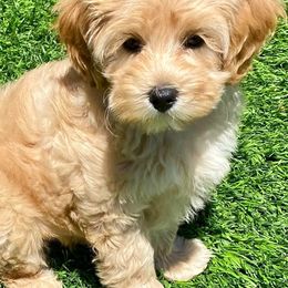 Australian Labradoodles from Talaki Ridge Labradoodles