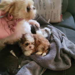 Goldendoodle and Shih Tzu Puppies from Angel Companions Farm