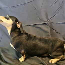 Mollie - Dachshund