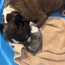 M. Blue Male 2 - Blue male Boston Terrier puppy in Mc Donough, Georgia from Ballard Boston Terriers