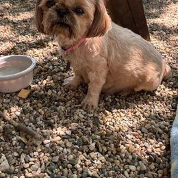Ella - Shih Tzu