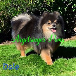 Dale - Pomeranian
