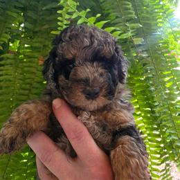 Cider - Phantom female Goldendoodle puppy in Orange Park, Florida from Evergrace Farm Doodles
