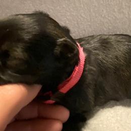 Pink Collar Female - Black and silver female Miniature Schnauzer puppy in Robstown, Texas from Alves Miniature Schnauzers