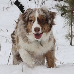 Kiska - Australian Shepherd