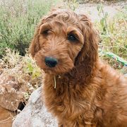 Nimbus - Irish Doodle puppy in New Mexico from Foxrun Litters