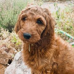 Nimbus - Irish Doodle puppy in New Mexico from Foxrun Litters