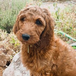 Nimbus - Irish Doodle puppy in New Mexico from Foxrun Litters