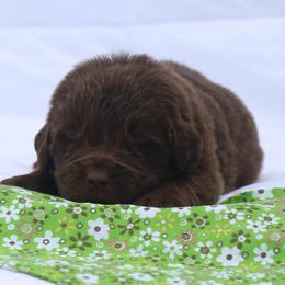 Clyde (green collar) - Brown male Newfoundland puppy in Kimball Twp, Michigan from Pine River Newfoundlands