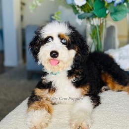 Bluey - Bernedoodle