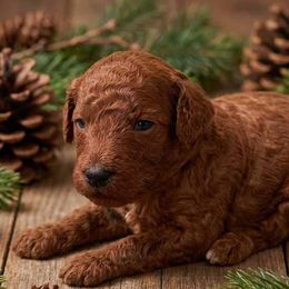 Girl 1 - Red  female Poodle puppy in Mc Henry, Illinois from Sunset Maple Poodles