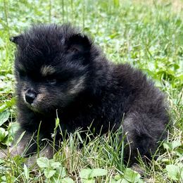 AKC Black and Tan Boy 3wks - Black and tan male Pomeranian puppy in Madison, Ohio from PawSitive Therapy Pomeranians