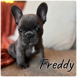 Bulldog and French Bulldog Puppies from Crystals Bulldog Bungalow