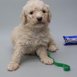 AL Mond Joy - Sable male Bernedoodle puppy in Westminster, South Carolina from Goldendoodlepuppiessc