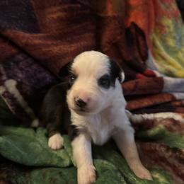 Clover - Black tri male Miniature Australian Shepherd puppy in Rensselaer, Indiana from Geri's Dogs