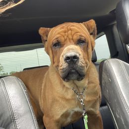 George - Cane Corso