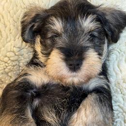 Holly - Salt and pepper female Miniature Schnauzer puppy in Bullard, Texas from Black Gold Miniature Schnauzers