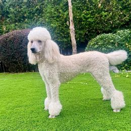 Riesling - Poodle
