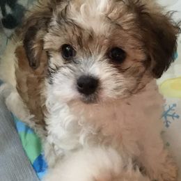 Maltipoo Puppies from Petite Maltipoos of Westbury NY