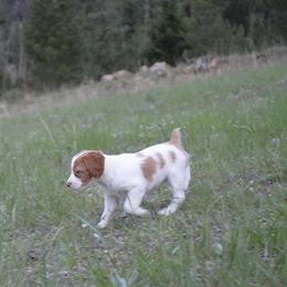 Brittany Puppies from Tommie Dahl