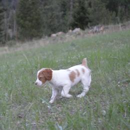 Brittany Puppies from Tommie Dahl