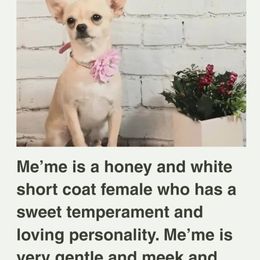 Me'me - Chihuahua