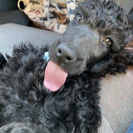 Poodle Puppies from Stunningly Sweet Standards