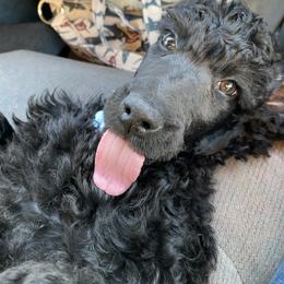 Poodle Puppies from Stunningly Sweet Standards