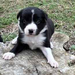 Girl 2 - Black and white female Border Collie puppy in Michie, Tennessee from Rivendell Border Collies