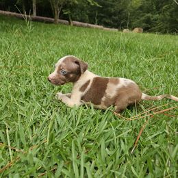 Ness NALC - Red merle female Catahoula Leopard Dog puppy in Doerun, Georgia from Twig and Tail Puppies