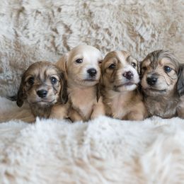 Dachshund Puppies from CTX Doxies