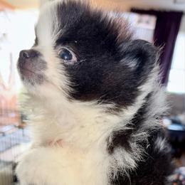 Timber - in love - Blue male Pomeranian puppy in Gilmer, Texas from Fairchild Fancy Pomeranians and Coachella Pomeranians