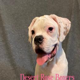 Mushu - Boxer puppy in Tucson, Arizona from Desert Rose Boxers