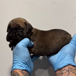 Male 3 - Fawn male Cane Corso puppy in Cashion, Oklahoma from APEXOK Cane Corsos LLC