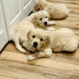 Golden Retrievers from Paisley's Goldens