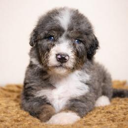 Prosecco - Trained Puppy Selection - Blue merle male Bernedoodle puppy in Youngstown, Florida from Wonderland’s Boujie Kennels
