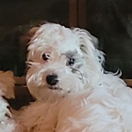 Loki - Coton de Tulear