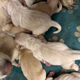 Boy 2 - Golden male Golden Retriever puppy in Tonasket, Washington from Denzil’s Goldens
